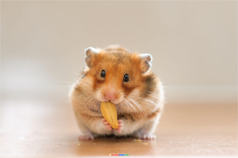 hình ảnh chuột Hamster