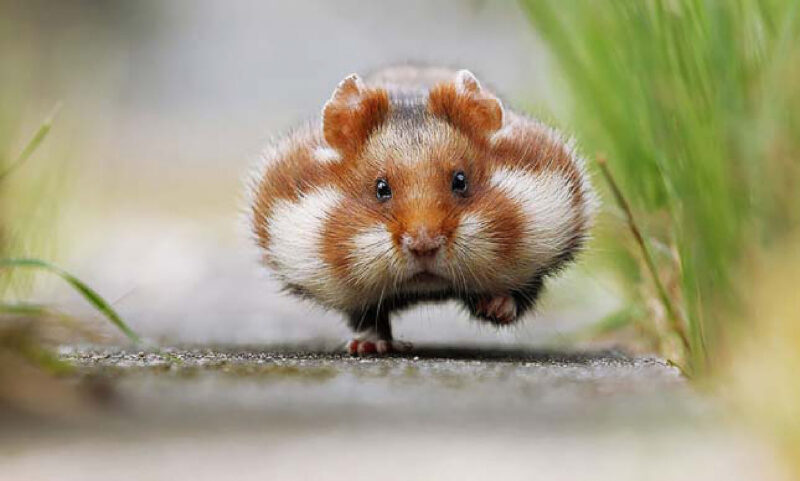 hình nền chuột Hamster cute dễ thương hài hước