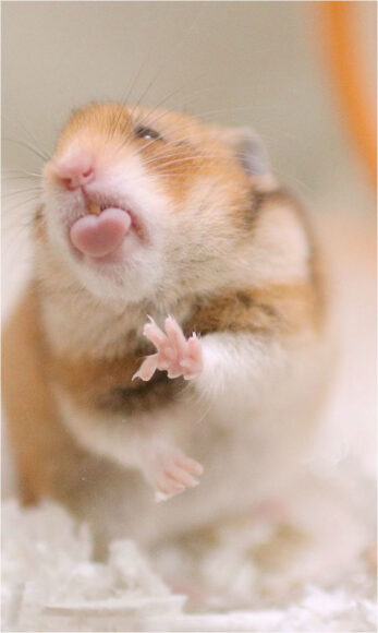 hình nền chuột Hamster hài hước