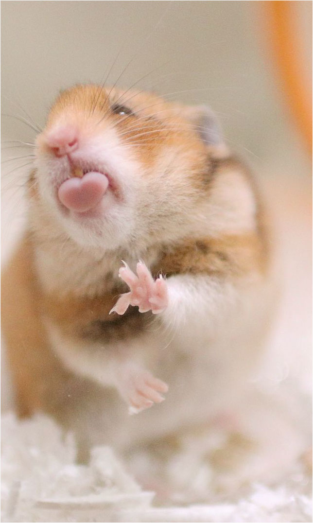 Hình ảnh chuột Hamster mũm mĩm đáng yêu dễ thương nhất
