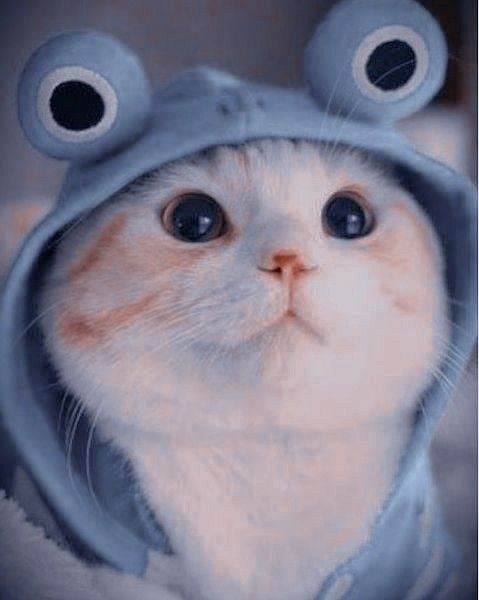 Hình Ảnh Mèo FF Siêu Ngầu Cute Làm Meme Cực Kỳ Chất  THPT My Xuyen