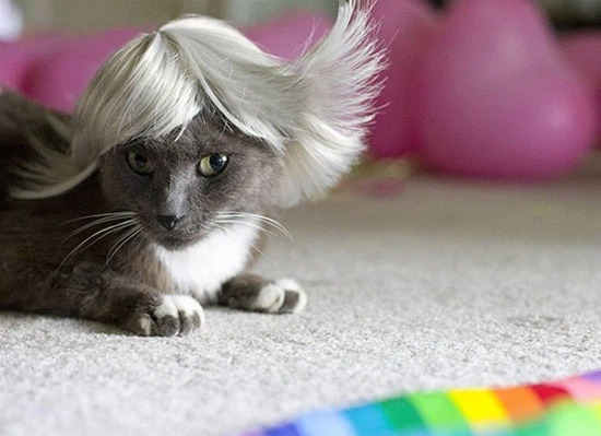 Ảnh chế mèo meme đội tóc giả bạch kim