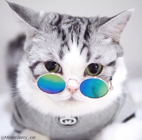 Hình ảnh meme chó mèo hài hước cute bựa