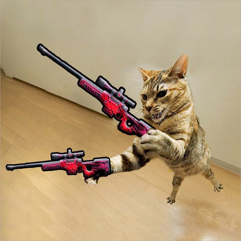 Kho ảnh ảnh avatar con mèo cầm súng sẽ khiến bạn bất ngờ