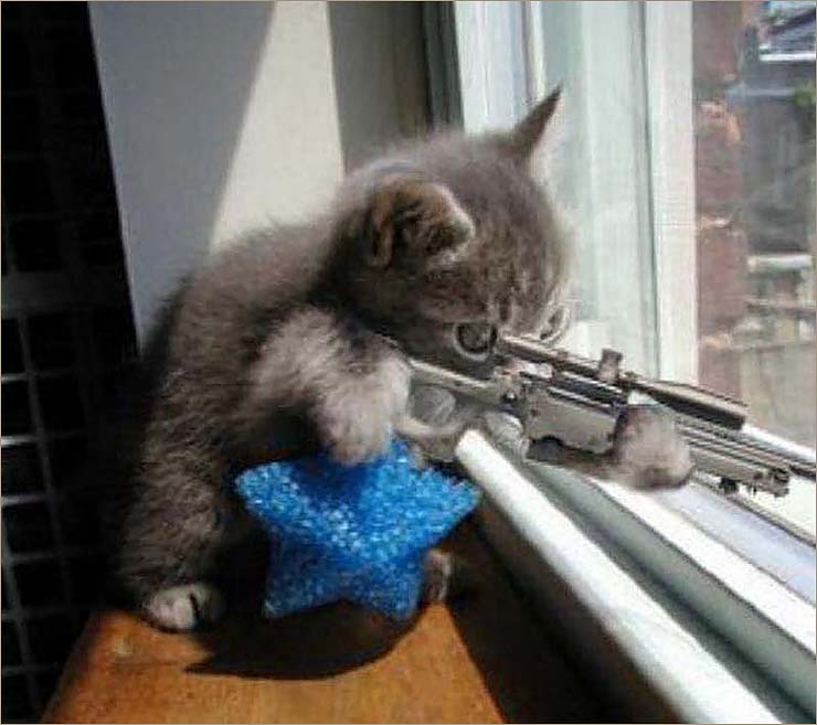 999 Bilder von FF Cat mit einer Waffe [RIGHT ERROR]