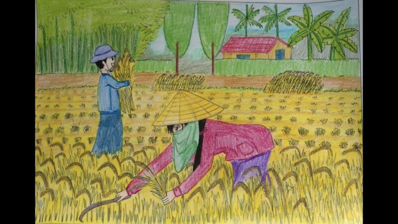 Vẽ tranh gặt lúa đẹp của học sinh lớp 9