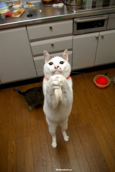 Ảnh mèo bựa chắp tay