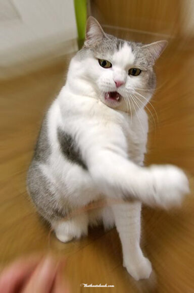 Ảnh mèo bựa hài