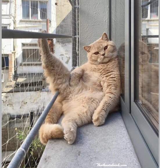 Ảnh mèo bựa lầy