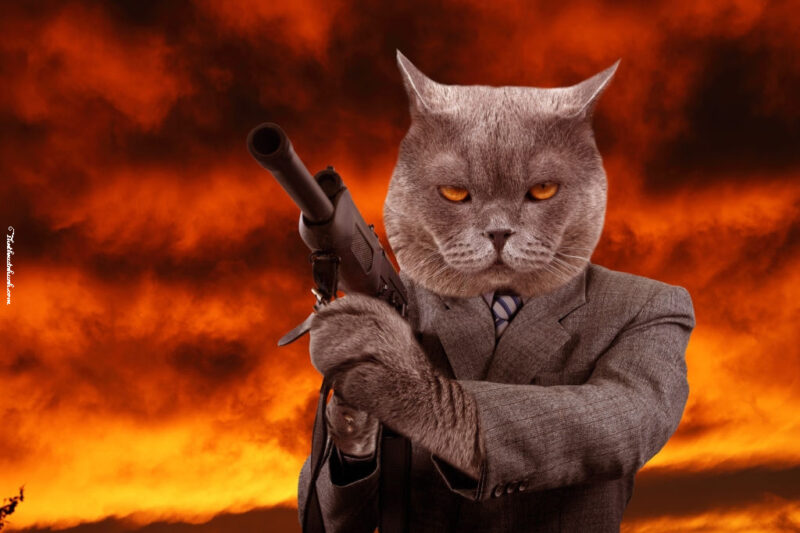 Ảnh mèo FF cầm súng ngầu nhất