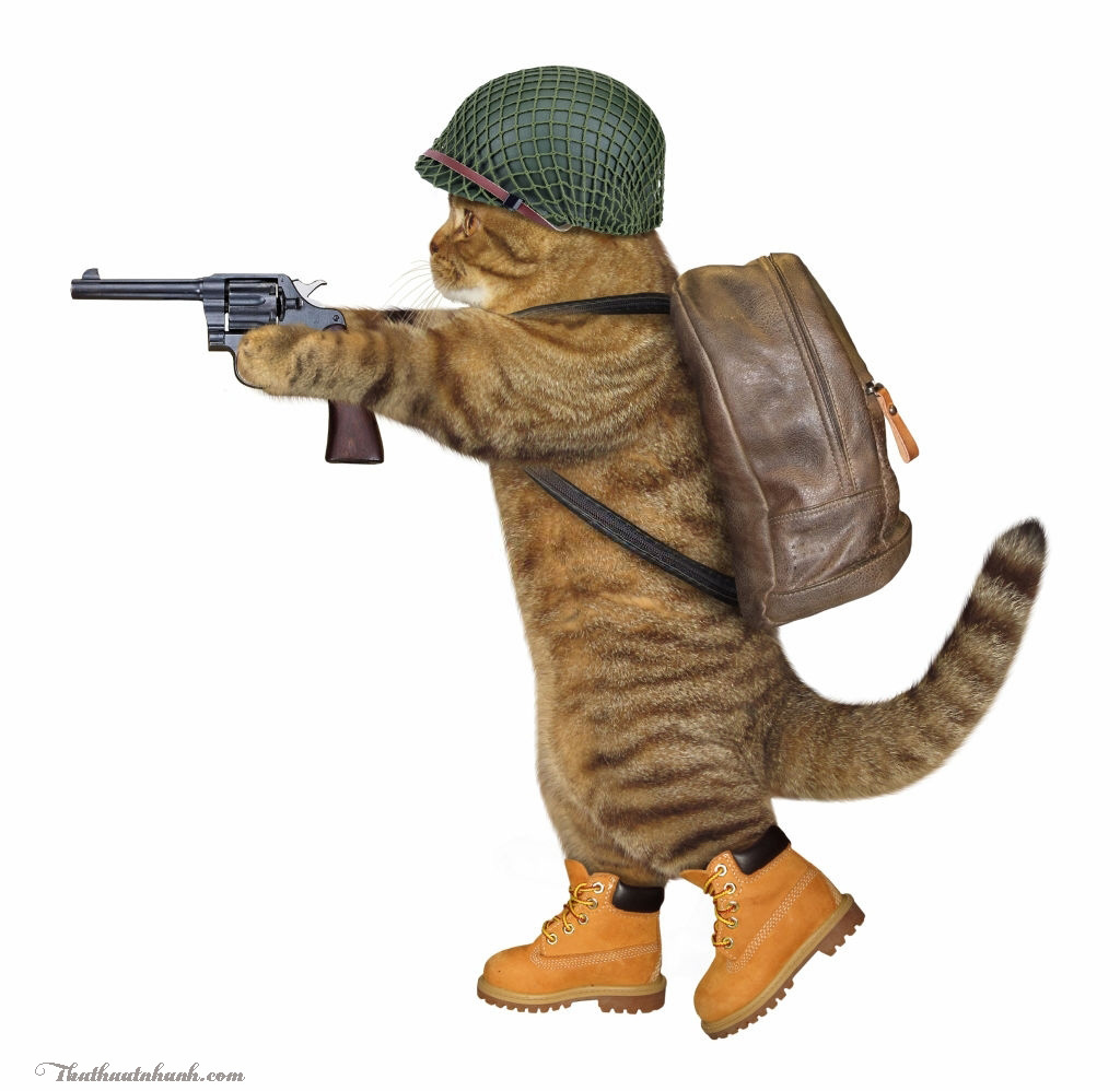 Kho ảnh ảnh avatar con mèo cầm súng sẽ khiến bạn bất ngờ