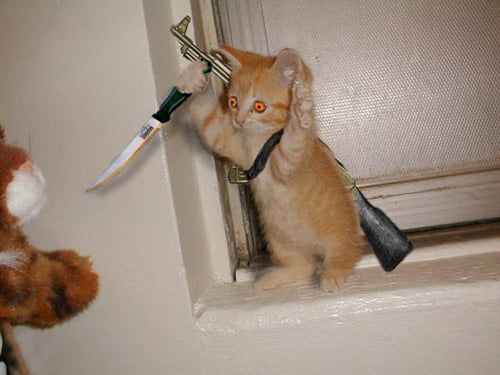 hình ảnh chế mèo ff cầm dao đeo súng