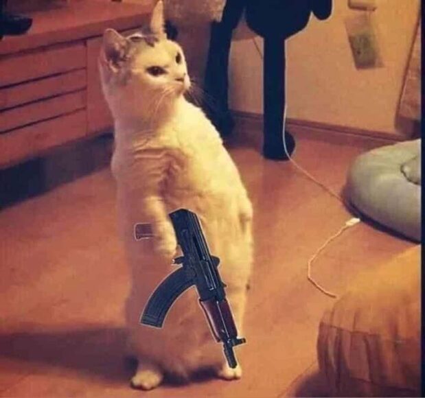hình ảnh mèo ff chế cầm súng đứng nghiêm trang ngầu lòi