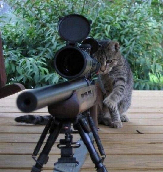 hình ảnh mèo ff chế đang ngắm súng