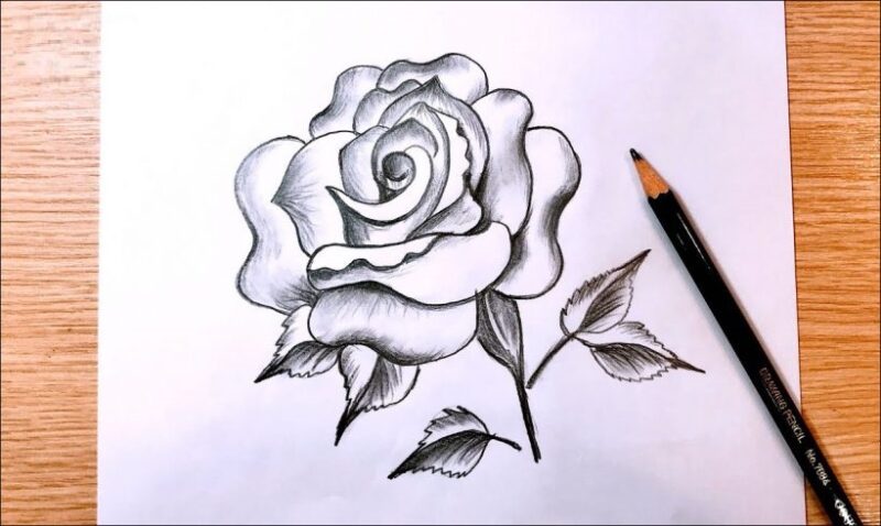 tranh vẽ hoa hồng bằng chì dễ vẽ, đơn giản