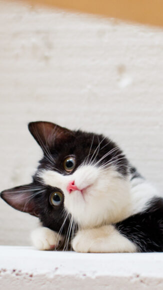 Hình nền mèo cute cho điện thoại nghiêng đầu