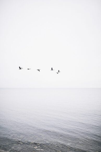 Hình nền trắng đàn chim