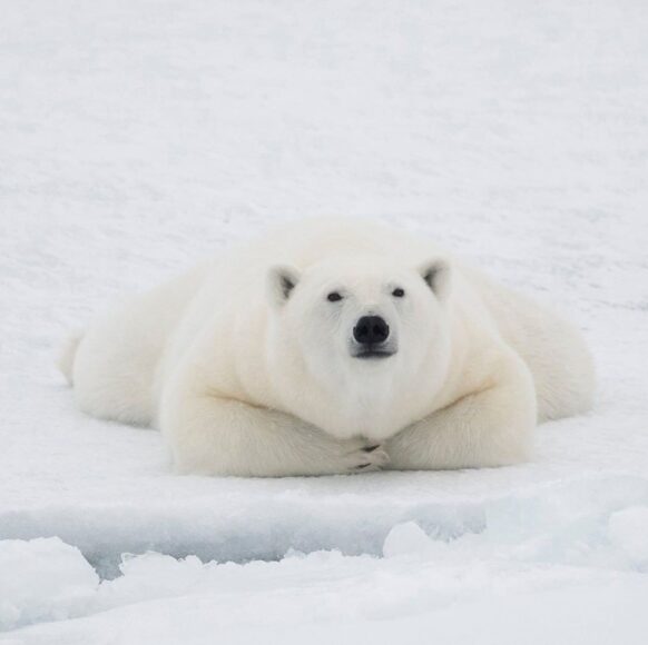 Hình ảnh avatar gấu bắc cực đáng yêu