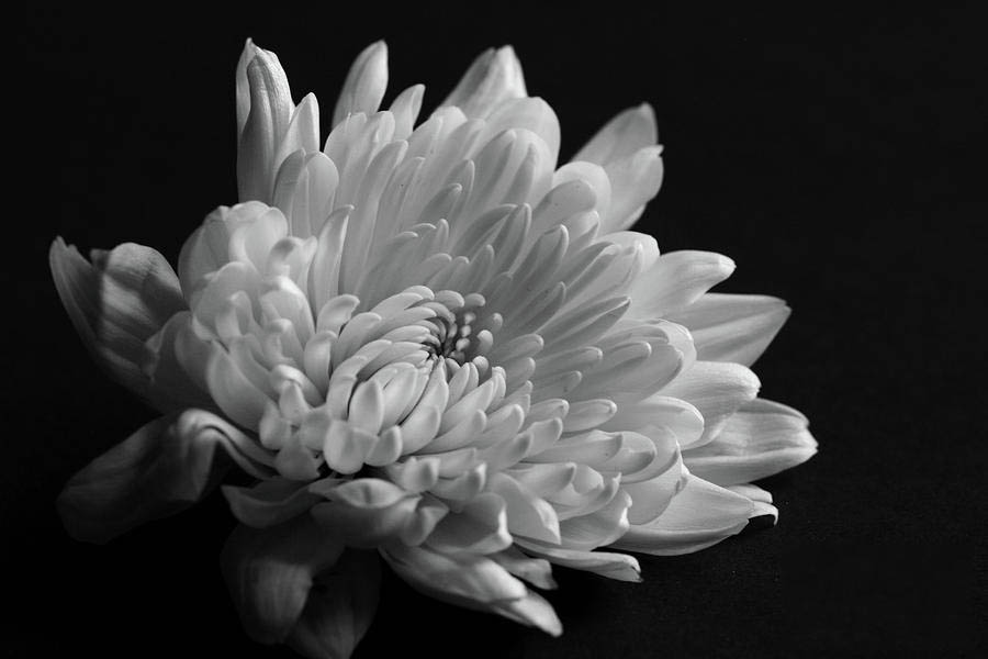 Hình ảnh hoa sen trắng làm ảnh đại điện avatar nhà có đám tang