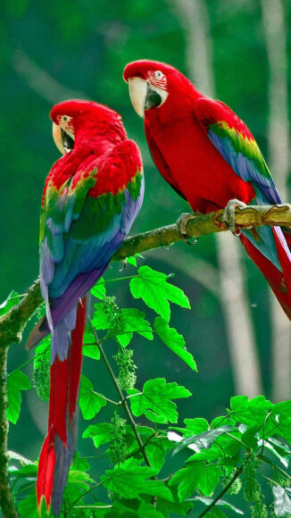 Hình nền tuyệt đẹp cho điện thoại màn hình dài iPhone