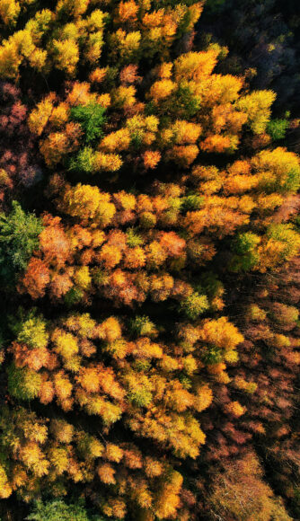 Hình nền tuyệt đẹp cho điện thoại màn hình dài thiên nhiên rừng