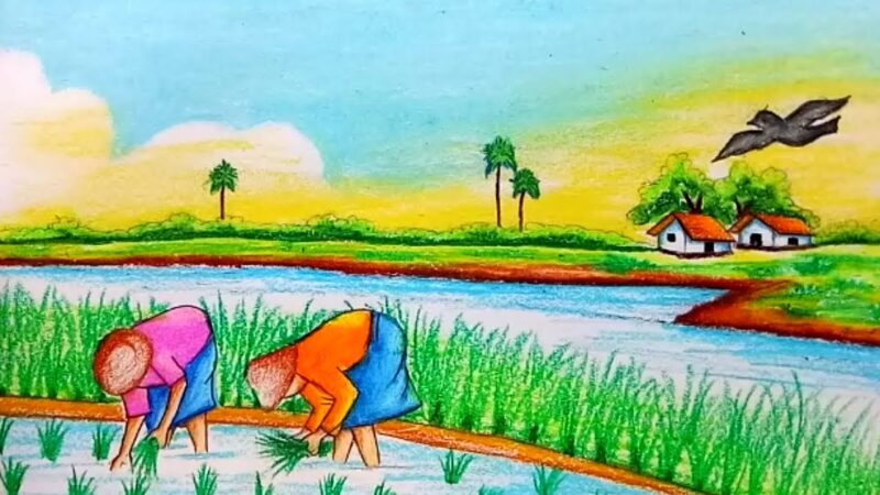 Vẽ tranh tình yêu quê hương đất nước phong cảnh cánh đồng mùa cấy