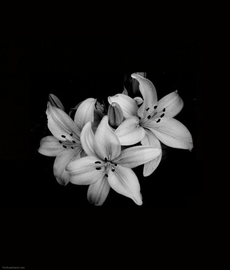 Hoa sen trắng đám tang Ý nghĩa avatar hoa sen trắng đám tang