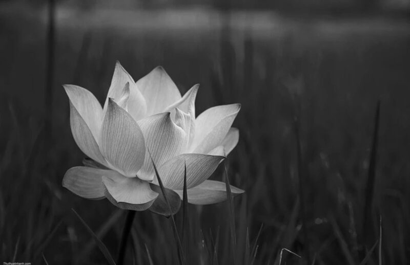 Hình ảnh Avatar tang lễ hoa Sen đen trắng