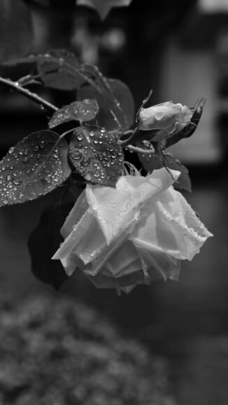 Ảnh đám tang hoa hồng