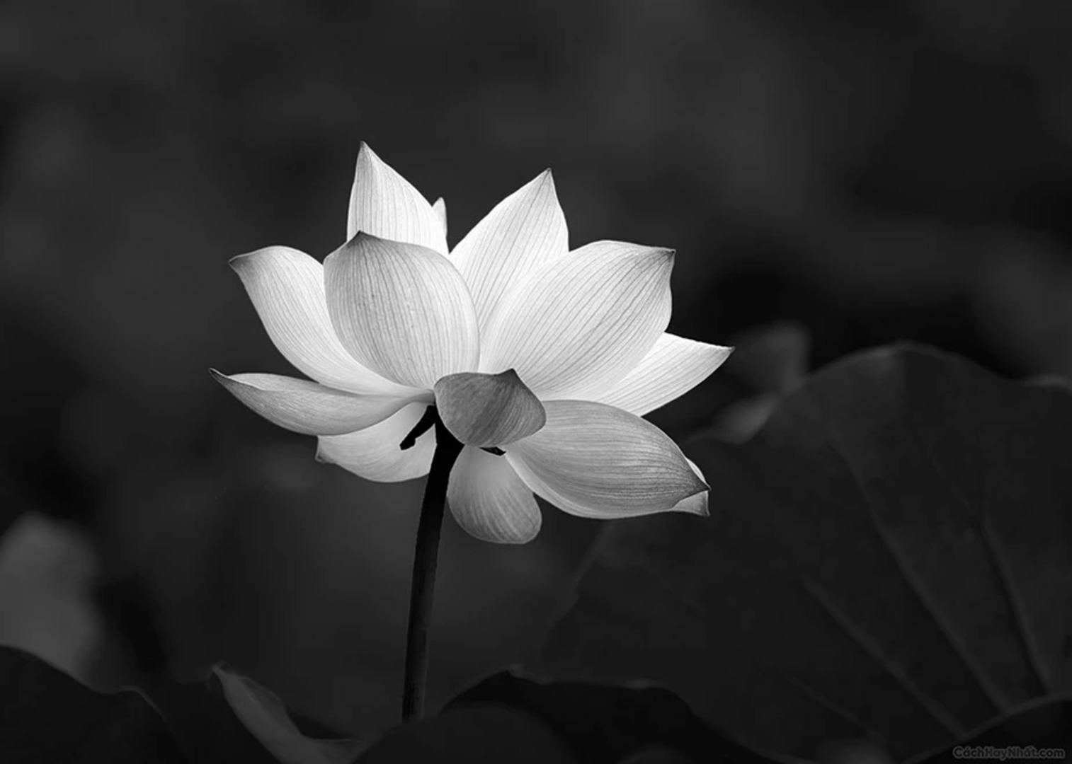 Hoa sen trắng đám tang Ý nghĩa avatar hoa sen trắng đám tang