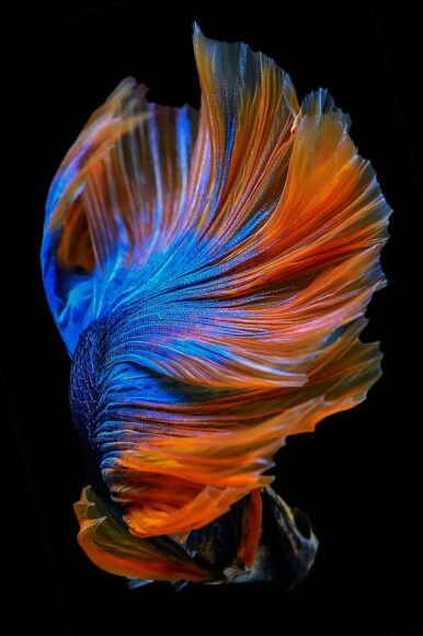 Ảnh nền cá Betta