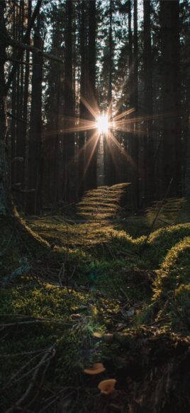 Ảnh nền phong thủy cho mệnh Thổ