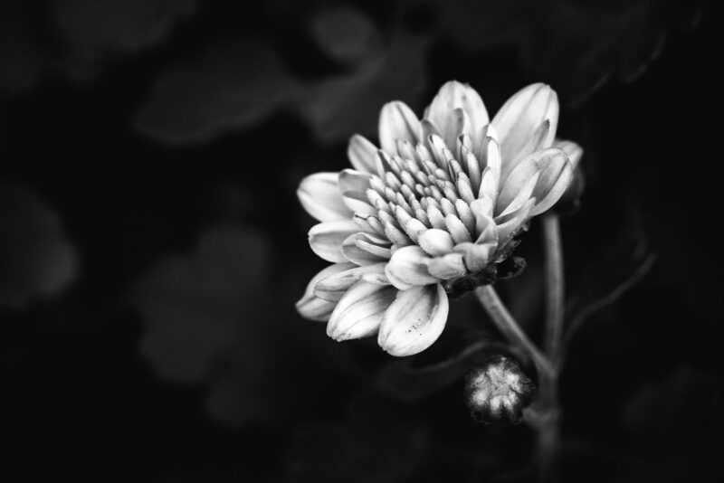 Hình ảnh buồn đám tang hoa cúc trắng đen