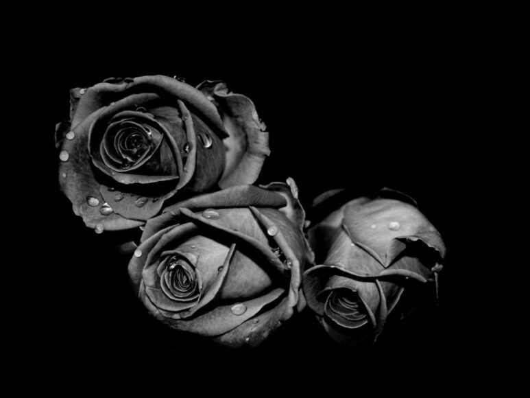 Hình ảnh buồn đám tang về bông hồng