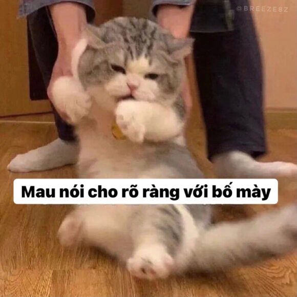 Hình ảnh meme hài mèo đầu gấu