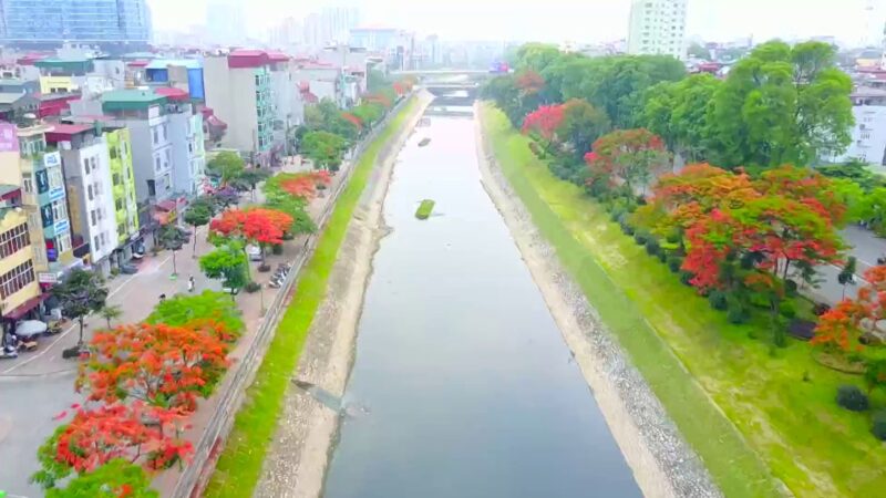 Hình nền Hà Nội hoa Phượng