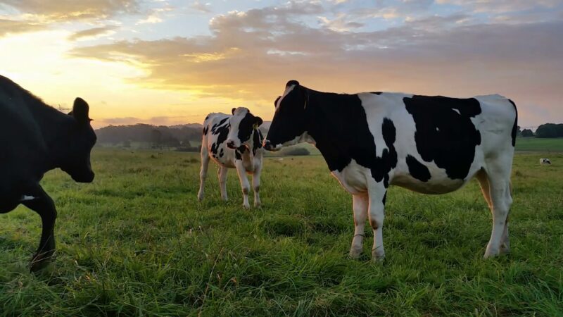 Hình nền bò sữa trên đồng cỏ lúc hoàng hôn