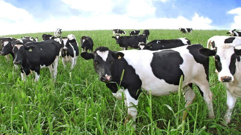 Hình nền bò sữa trên đồng cỏ xanh