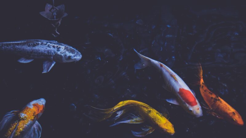 Koi-Fish-Wallpapers-63-background-pictures-.jpg