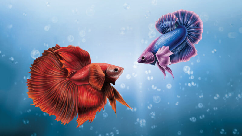 Hình nền cá Betta 4K