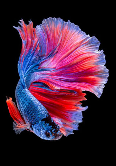 Hình nền cá Betta ấn tượng