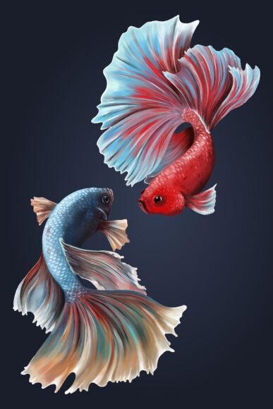 Hình nền cá Betta cho điện thoại