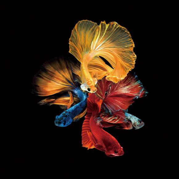 Hình nền cá Betta cực đẹp