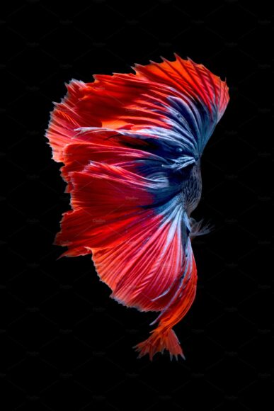 Hình nền cá Betta đẹp và ấn tượng
