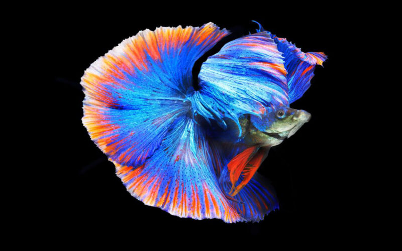 Hình nền cá Betta màu sắc