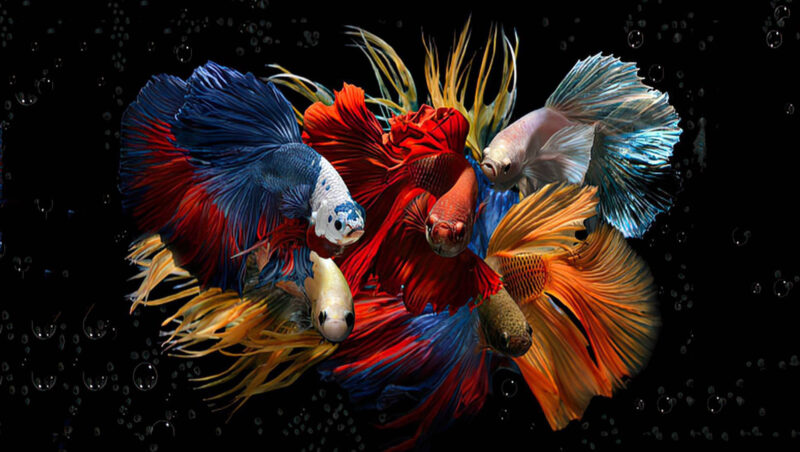 Hình nền cá đẹp cho máy tính