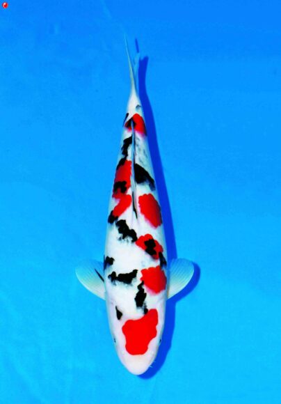 Hình nền cá koi bơi