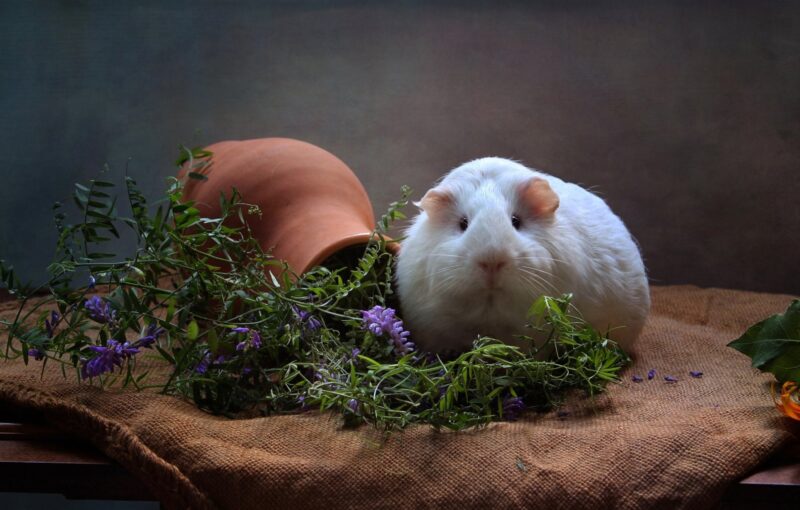 Hình nền chuột cho máy tính