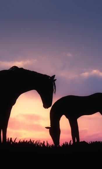Hình nền con ngựa đẹp