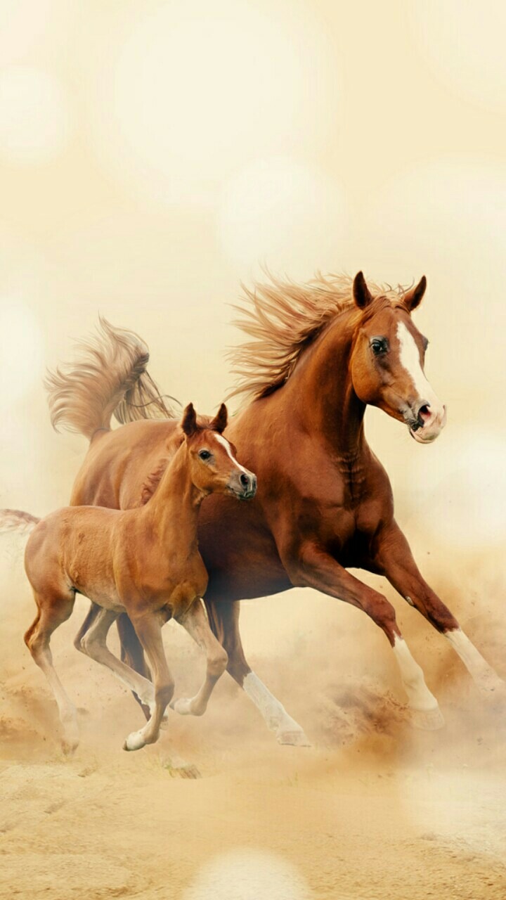 100 Hình nền ảnh con ngựa đẹp full HD cho máy tính điện thoại